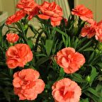 Chabaud Turuncu Karanfil Çiçeği Tohumu (70 adet)