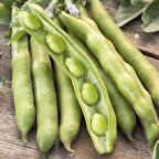 Doğal Bakla Tohumu (25 adet)