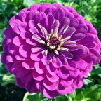 Super Yoga Elegans Mürdüm Zinya Çiçeği Tohumu (40 tohum)