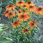 Kahverengi Gözlü Rudbekya Çiçeği Tohumu (100 tohum)