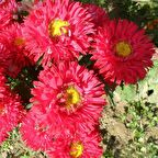 Pompon Fire Beacon Aster Çiçeği Tohumu(50 tohum)