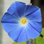 Caprice Gündüz Sefası Çiçeği Tohumu (10 tohum)