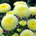 Sarı Gremlin Aster Çiçeği Tohumu(20 tohum)