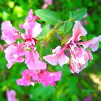 Pembe Renkli Klarkiya Çiçeği Tohumu (100 tohum)