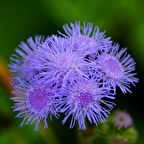 Ageratum Mexicanum Mavi Vapur Dumanı Çiçeği Tohumu (100 tohum)