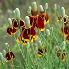 Kırmızı Sarı Ratibida Çiçeği Tohumu(100 tohum)