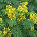 Senna Hebecarpa Çiçeği Tohumu (25 Tohum)