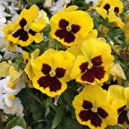 Sarı Hercai Dev Menekşe Çiçeği Tohumu (150 tohum)