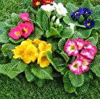 Karışık Renkli Çuha Çiçeği Tohumu (50 tohum)