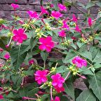 Pembe Akşam Sefası Çiçeği Tohumu(20 tohum)