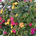 Bicolor Akşam Sefası Çiçeği Tohumu(20 tohum)