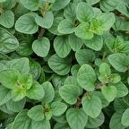 Naturel Mercanköşk Tohumu(200 Tohum)