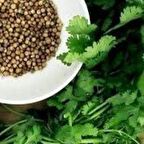 Aşotu(Kişniş Otu) Tohumu(50 tohum)