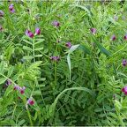 Burçak Otu Tohumu(30 tohum)