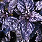 Reyhan Mor Fesleğen Tohumu(100 tohum)