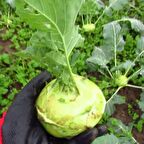 Yeşil Alabaş Kohlrabi Tohumu (20 Tohum)