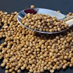 Kişniş Tohumu (Aşotu) 50 tohum