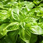 Green Flesh Geniş Yapraklı Aromatik Fesleğen Tohumu (50 tohum)