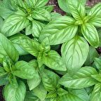 Geniş Yaprakllı Genovese Fesleğen Tohumu (200 tohum)