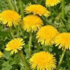 Geleneksel Şifalı Karahindiba Tohumu (250 tohum)