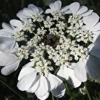 Spilanthes Oleraceae Tothache Plant Diş Otu Tohumu(20 tohum)