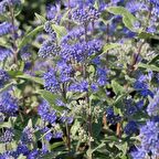 İnce Otu(Asperula Orientalis Blue Surprise) Tohumu(20 tohum)