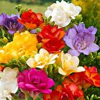 Double Mix Katmerli Frezya Çiçeği Soğanı (5 adet)