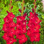 Gladiolus Red Swan Kırmızı Glayör Çiçeği Soğanı (2 adet)