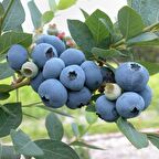 Tüplü Brigitta Yaban Mersini Fidanı