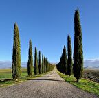 Tüplü Kara Servi (Cupressus sempervirens) Fidanı (20-30 cm)