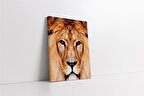 Yakın Çekim Aslan Kanvas Tablo