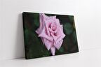 Pembe Gül Kanvas Tablo