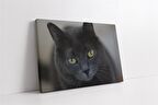 Kedi Kanvas Tablo