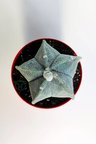 Yıldız kaktüs Astrophytum Myriostigma 5 dilim beyaz özel tür