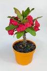 Euphorbia Milii (eforbia) büyük çiçekli dikenler tacı koyu pembe 30cm-40cm boy