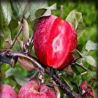 Tüplü Baldur Yarı Bodur İçi Dışı Kırmızı Elma Fidanı Seneye Meyve Verir Durumda