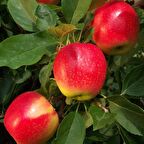 Tüplü Tam Bodur Rose Glow Pink Lady Elma Fidanı