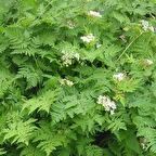 Aromatik Anthriscus Cerefolium Frenk Maydanozu Tohumu(50 tohum)