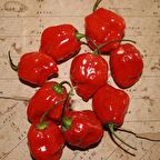 Habernero Red  Small Çok Acı Biber Tohumu(15 adet)