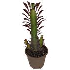 Euphorbia Trigona Rubra Kaktüs Kırmızı Süt Ağacı 1 lt sak sı içinde