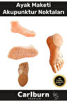 Özel Üretim Kaliteli İnsan Anatomisine Uyumlu Muayene Maket 20Cm Ayak Maketi Akupunktur Noktası