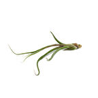 Tillandsia Baileyi (Hava Bitkisi)