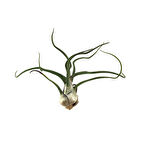 Tillandsia Bulbosa (Hava Bitkisi)