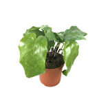 Calathea Musaica ‘Network’ (Dua Çiçeği)