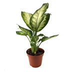 Dieffenbachia Camille (Difenbahya Çiçeği)
