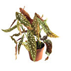 Begonia Maculata (Begonya Çiçeği)