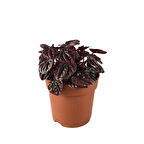 Peperomia 'Schumi Red' (Zümrüt Dalgası Çiçeği)