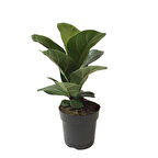Ficus Lyrata 'Bambino' (Kauçuk Çiçeği)