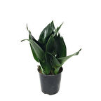 Sansevieria Jade (Paşa Kılıcı)