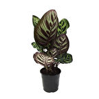 Calathea Makoyana (Dua Çiçeği)